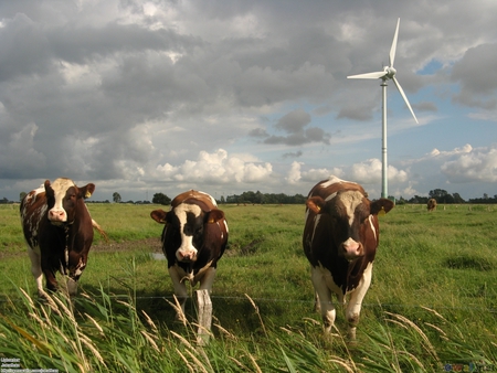 Modern Holland - holland, windmill and cows, wind, air, wallpaper