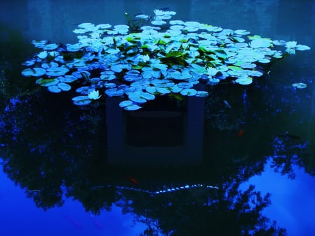 Water lilies - nature, lakes, water lilies, reflection, background, beautiful, water