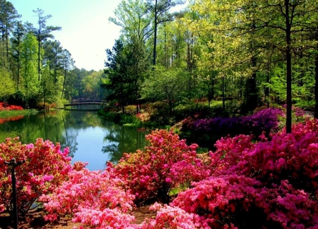 Flowers - flowers, lake, nature, beautiful