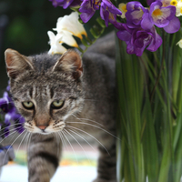 sweet eyes - for my dear friend carmenmbonilla
