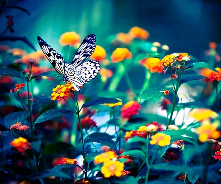 Flowers and butterflies - butterfly, abstract, blue, flower