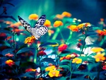 Flowers and butterflies