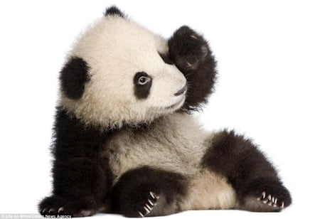 I am so cute!! - animal, panda, cute, bear