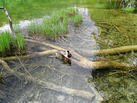 Plitvice Lake - ducks, lake, croatia, spring