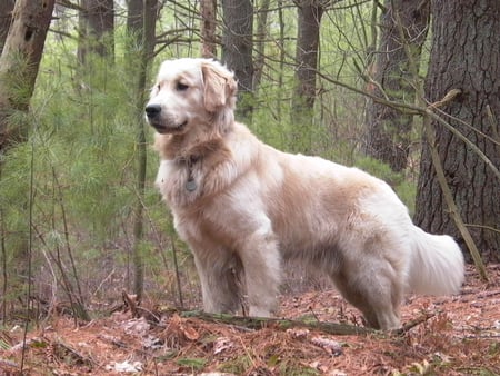 Golden Retriever - retriever, golden retriever, dog, fluffy golden retriever, golden