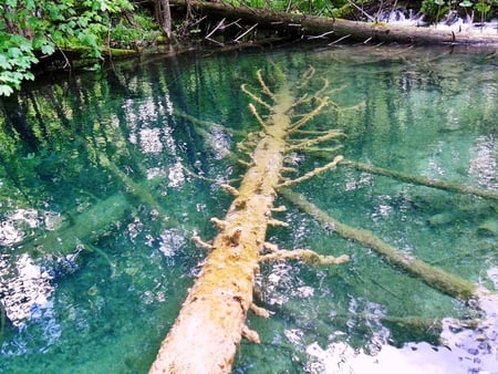 In Plitvice - water, anture, green, landscape, lake, spring, croatia, plitvice