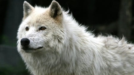 White Wolf - white wolf, wolf, animals, dogs, beautiful