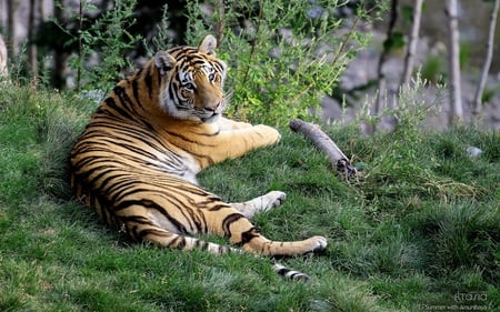 Bengal Tiger - tigers, tiger, animals, beautiful, grass, cats, forests, bengal tiger, nature, green