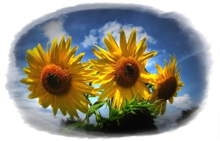 áƒ¦ Floarea Soarelui áƒ¦ ~ Pentru  ancasimona - yellow, photoshop, sun flowers, floarea soarelui, flower