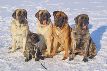 Mastiffs - brown, puppy, mastiffs, grey, tan, black