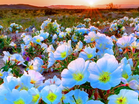 Flower field - nature, field, sunrise, flower