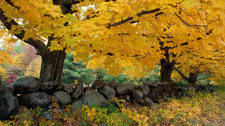 Autumn Maples near Old Stone Wall - stone, season, autumn, gold, nature, maple, wall, beautiful, tree