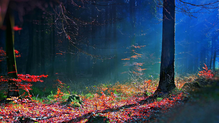 Mystical Forest