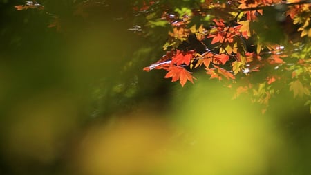 Impending Autumn - season, sunshine, autumn, branch, leaf, gold, nature, maple, red, green, tree