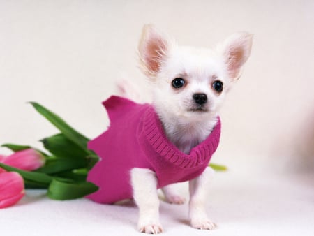 Cute chihuahua - puppy, dog, animal, chihuahua, sweet, pet