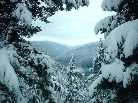 Winter Snowscape - misty, trees, winter, cold, snow, mountains, valley