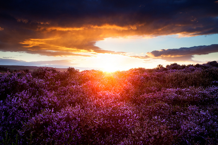 Evening - clouds, amazing, evening, colors, light, sunsets, flowers, glowing, nature, purple, field, background, sun, sky, wild flowers