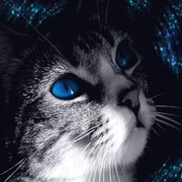 Cat blue eyes