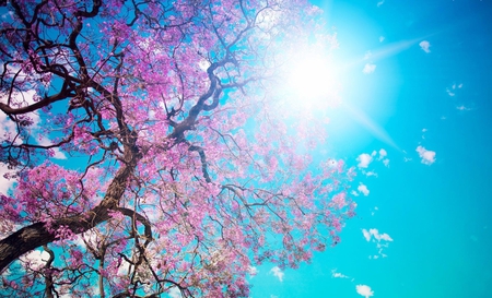 Spring tree - spring, nature, tree, beautiful