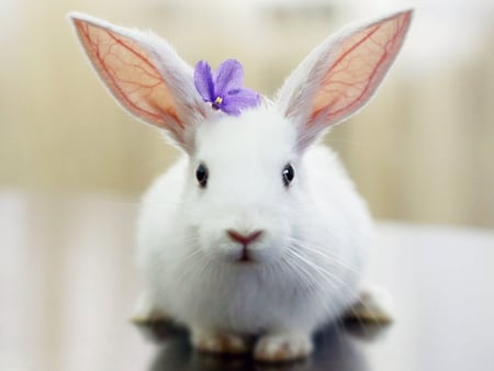 really cute ears :) - white, flower, purple, rabbit, ears, cute, bunny