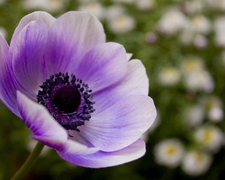 Purple tenderness - purple flower, tenderness, purple, soft, beauty, flower, petals