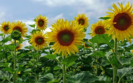 Sunflowers - sunflower, sky, sunflowers, yellow flower, nature, yellow, clouds, beautiful, flowers