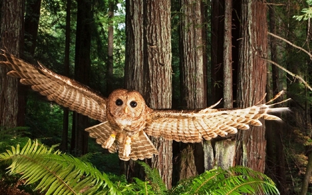 Owl in Flight - wings, brown, animal, bird, feathers, owl, eyes