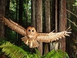 Owl in Flight