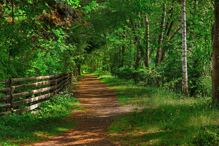 Path-HDR - nice, beauty, trees, popular, photography, peaceful, path, calm, pretty, cool, walk, green, hdr, grass, harmony, forests, park, wallpaper, lovely, nature, forest, beautiful, photo