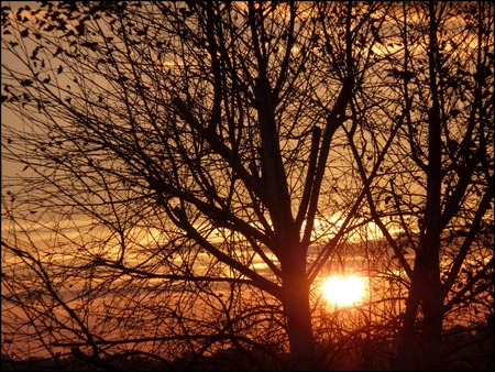 WINTER SUNSET - silhouette, trees, sunset, sun