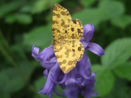 Complementary Love - yellow, forever, butterflies, sunshine, love, flower, nature, purple, green, soft, violet, animals, complementary