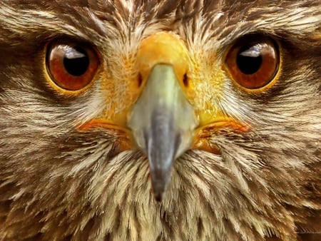 sharp eyes - sharp eyes, feathers, owl, howk