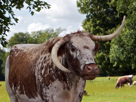 HORN COWS - cow, look, horns, mooooooooo