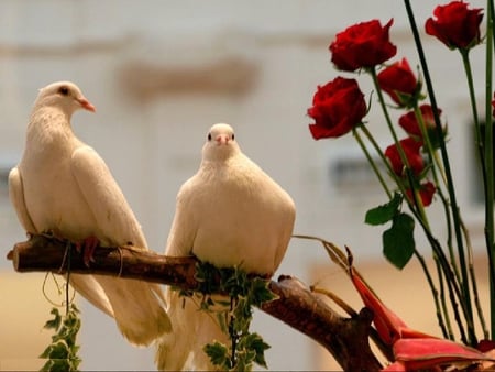 Soulmate - roses, birds, forever, sunshine, together, soulmate, love, white, red, couple, animals