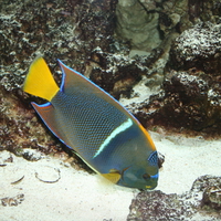 Aquarium with coral reefs 