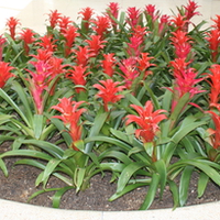 Red Flowers at West Edmonton Mall , Alberta 