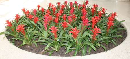 Red Flowers at West Edmonton Mall , Alberta  - white, red, soil, brown, flowers, photography, nature, green