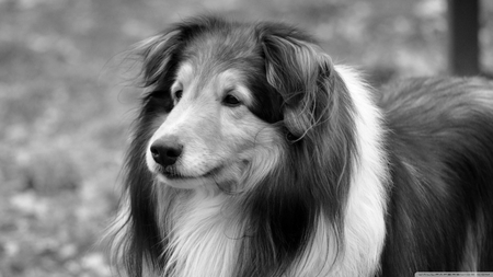 Lassie Dog - black and white, adorable, dog, lassie