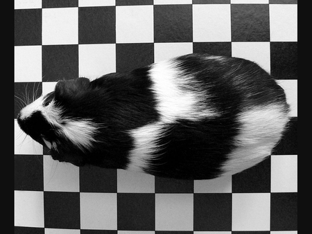 Checkers_Prints - prints, picture, checkers, cool