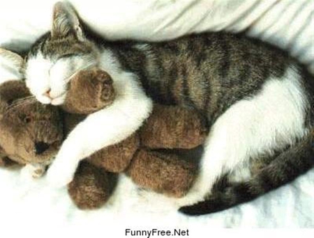 cat - pet, sleeping, cat, teddybear