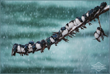 snowstorm huddle - snowstorm, huddle, birds, branch