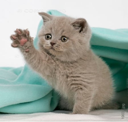 Kitten - cute, british shorthair, cat, kitten