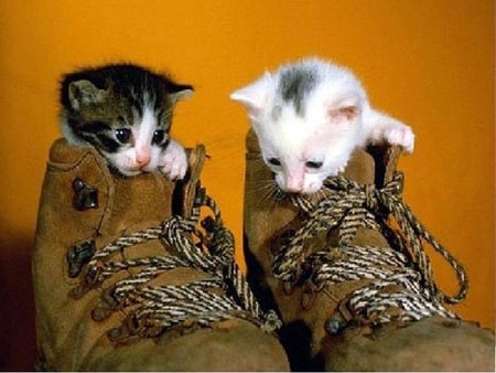 Kittens in Boots