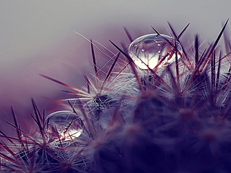 Water drops 4 - nature, purple, cool, hot, water, flower