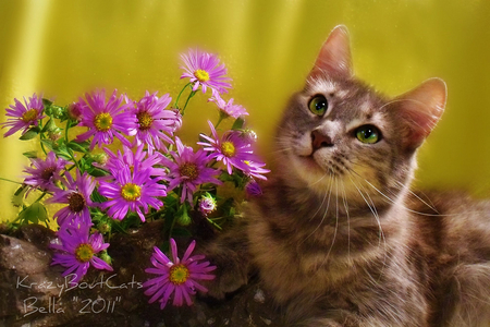 Birthday flowers for my friend sawnoff - cute, greeneyes cat, purple flowers, brown