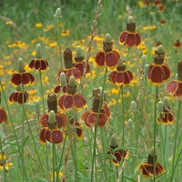 Mexican Hats