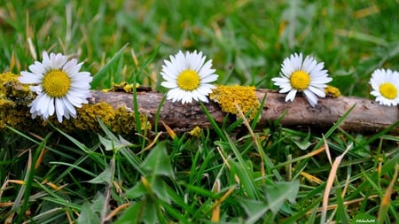 Four Beauties - four, flowers, spring, nature