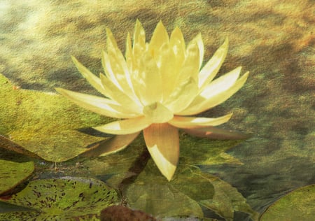 yellow waterlily - pond, waterlily, yellow, texture, park