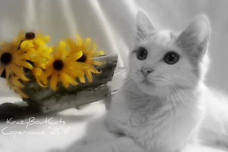 Cute white birthday cat for Patsy - white cat, resting, cute, yellow flowers, birthday