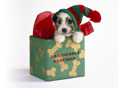 Christmas puppy - christmas, pet, animal, holiday, dog, box, puppy